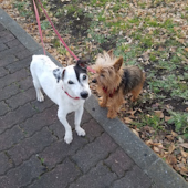 ポリープ ? 腸活を 画像2