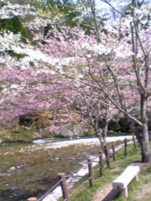 しっかり、元に戻り中！ 画像1