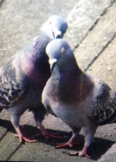 『　酉年ですが～　』 画像1