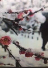 『　雪から雨に～』 画像2