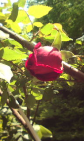 在庫切れ 画像1