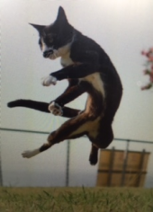 『　のら猫拳！？　』 画像3
