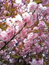 まだ綺麗 画像1