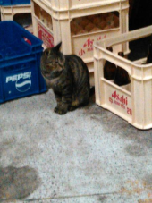 会社の猫たち 画像2