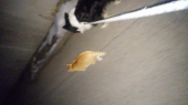 この恩知らずが！ 画像2