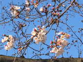 お花見ラン♪ 画像2