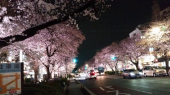 ☆夫婦で花見 画像1