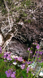 ☆夫婦で花見 画像2