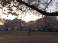 公園ラン♪