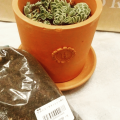 セダム(多肉植物)育つかな〜(´∀｀*)