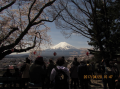 桜が満開