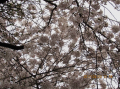 桜が満開