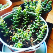 セダム(タイトゴメ錦)の鉢を分けてみました♬ 画像1