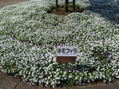 公園からの～温泉…↓ 画像1