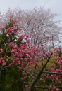 花びら と 桜