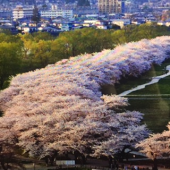 『　鯉のぼりと桜！　』 画像1