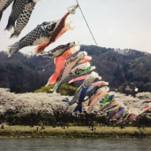 『　鯉のぼりと桜！　』 画像2