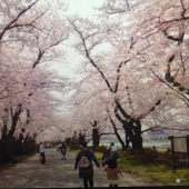 『　鯉のぼりと桜！　』 画像3