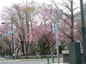 札幌は明日明後日満開♪ 画像1