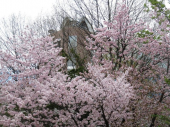 札幌は明日明後日満開♪ 画像2