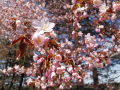 二十間道路の桜並木