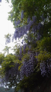 ２０１７/５/８ 画像3