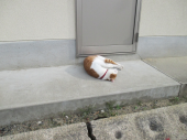 no title 画像1