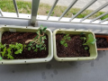 プランター菜園