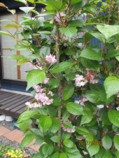 健康日記 画像2