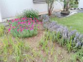 庭の花満開 画像3