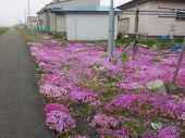 リスとの出逢い 画像1
