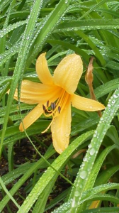 ２０１７/５/２６/新月/雨/フラ 画像1