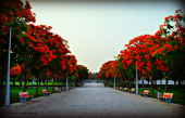 fire-trees-firing 画像1
