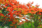 fire-trees-firing 画像2