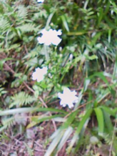 タケノコ掘り 画像1