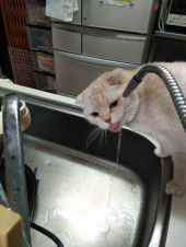 やっぱり可愛いナナコ 画像1