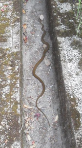 ２０１７/６/１０/産泰様/出ました。 画像2
