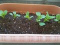 野菜の成長