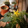 ミニトマトの花が咲きましたヽ(*´∀｀*)ノ