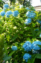 実家の紫陽花♬