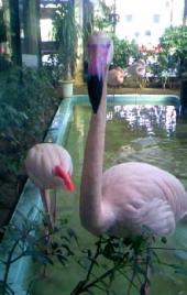 フラミンゴ 画像1