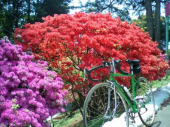 笠間（つつじ）61km 画像1