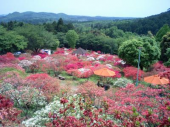 笠間（つつじ）61km 画像2