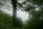 金剛山114(シルバー～寺谷) 画像1