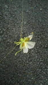 ２０１７/８/４/日帰り温泉 画像2