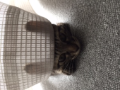 家に戻りました 画像3