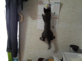 母親の一周忌 画像3