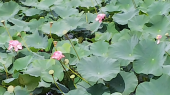 大山下池里山歩き　ナイトバザール 画像1