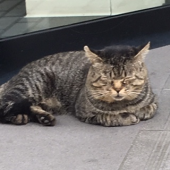 『　猫の挨拶！？　』 画像2