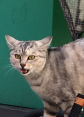 『　猫の挨拶！？　』 画像3